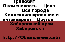 Трилобит Asaphus. Окаменелость. › Цена ­ 300 - Все города Коллекционирование и антиквариат » Другое   . Хабаровский край,Хабаровск г.